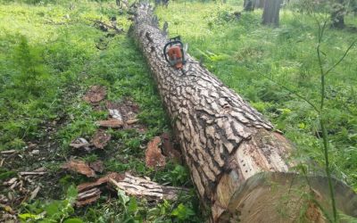 Спил и вырубка деревьев, корчевание пней - Кызыл, цены, предложения специалистов